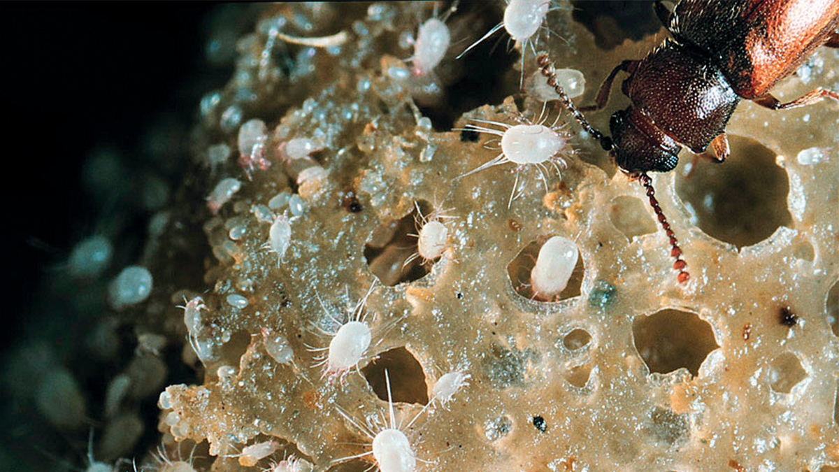 Mites and storage pests infesting food Mites and storage pests infesting food
